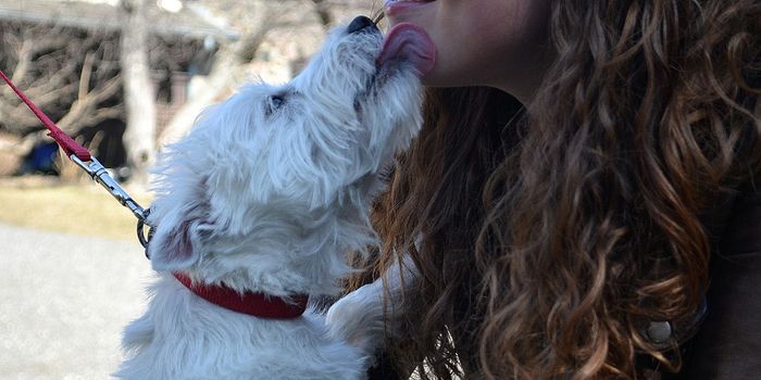 Doggy kisses sent a woman to the hospital with sepsis | Image: pixabay.com