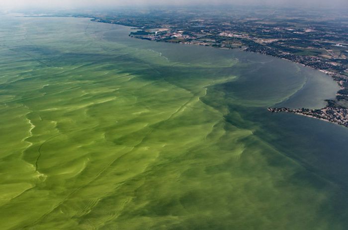 An aerial shot of Lake Erie under attack by an algal bloom. Photo: Alliance for the Great Lakes