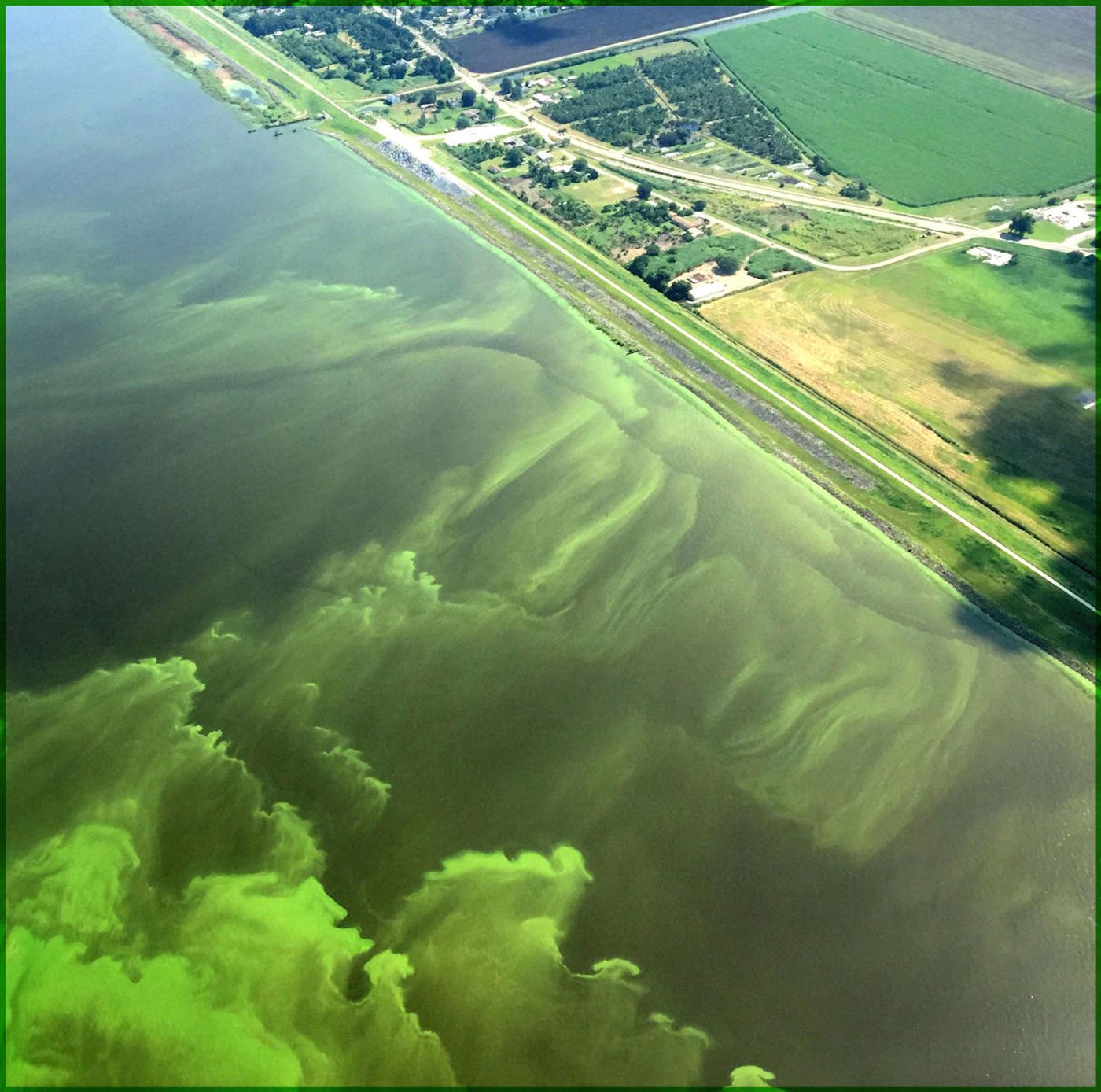 A toxic algal bloom caused by agriculture runoff. Photo: USGS