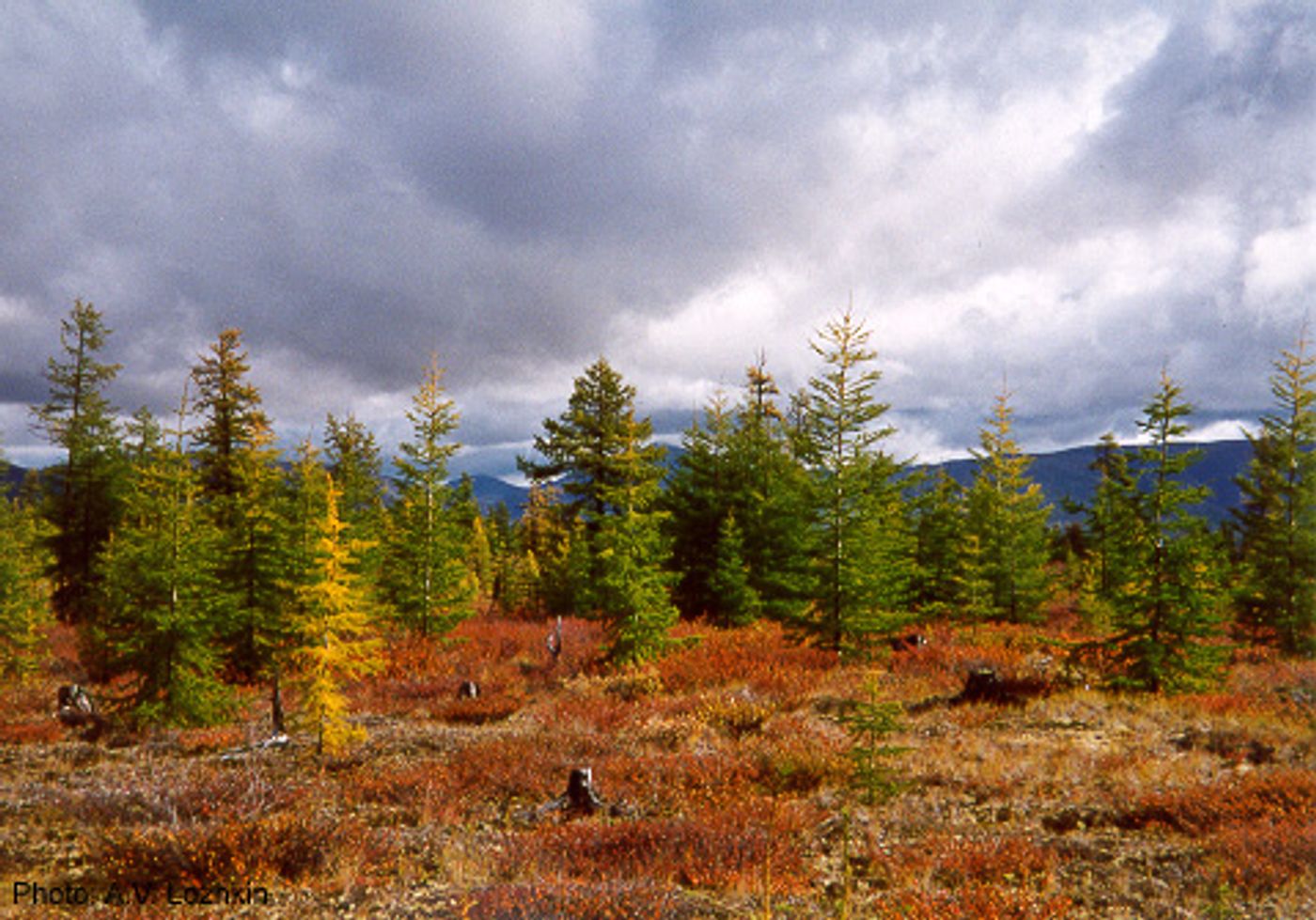 The Dahurian larch tree is known for its ability to withstand harsh winters in the northern boreal forests. Photo: Wikipedia