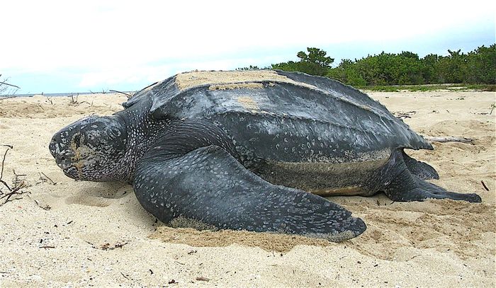 The leatherback sea turtle might get some endangerment status changes in the United States.