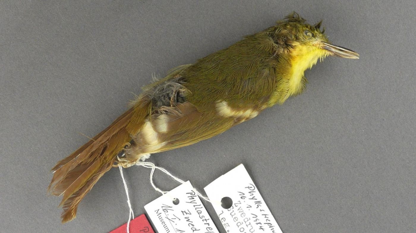 The "Liberian Greenbul" may never have existed at all, a new study concludes.