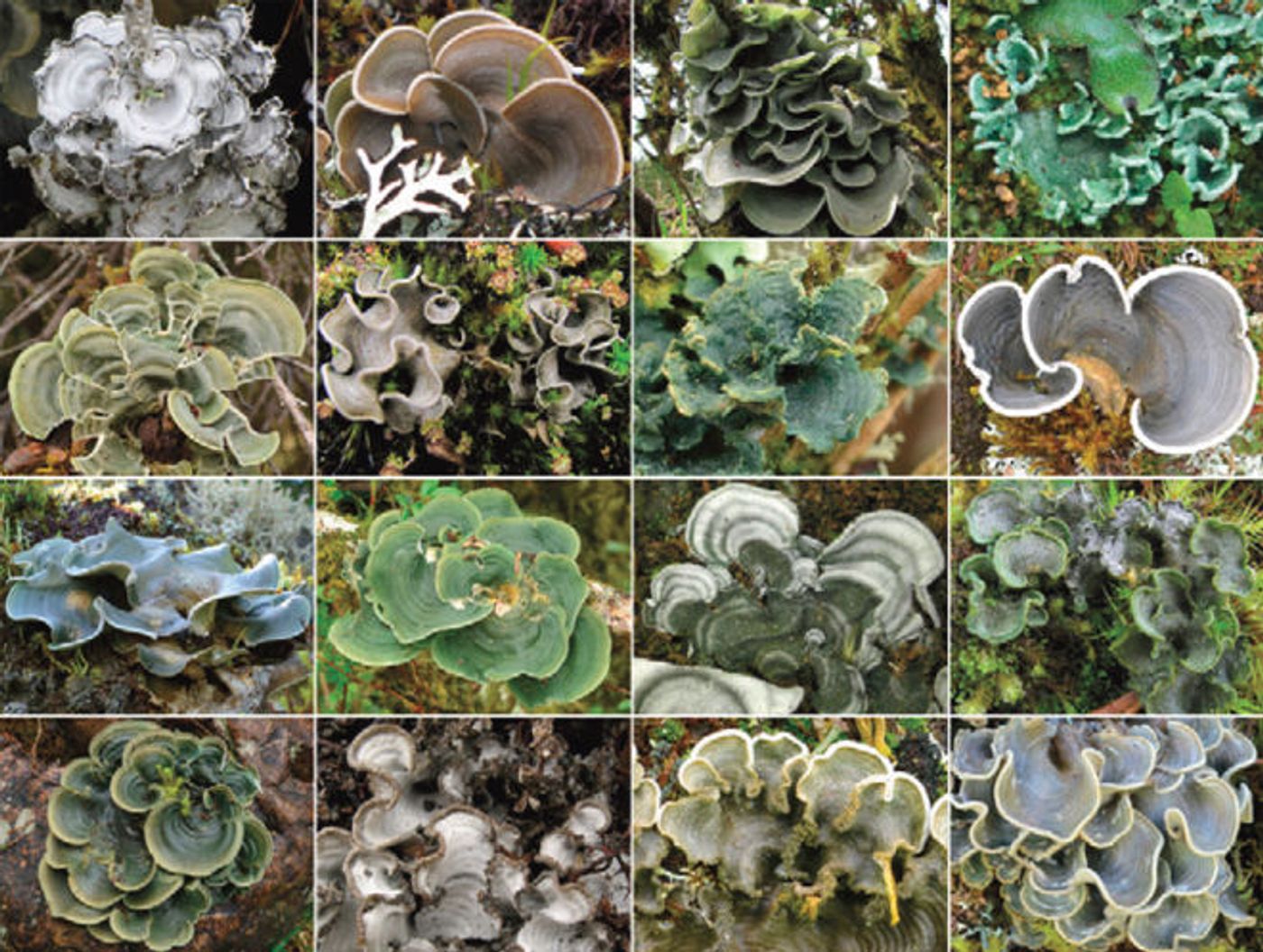 Lichens are composite organisms.