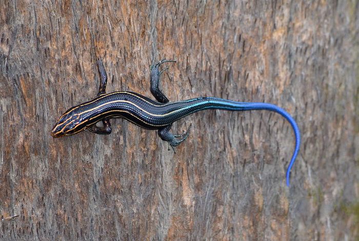 A lizard with an attractive blue tail.