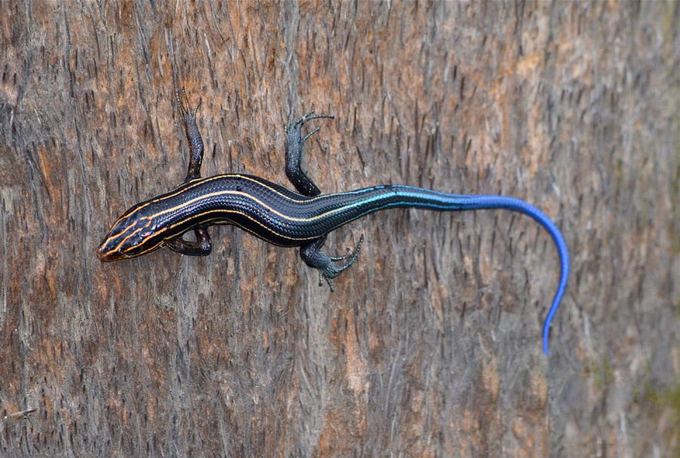 A lizard with an attractive blue tail.