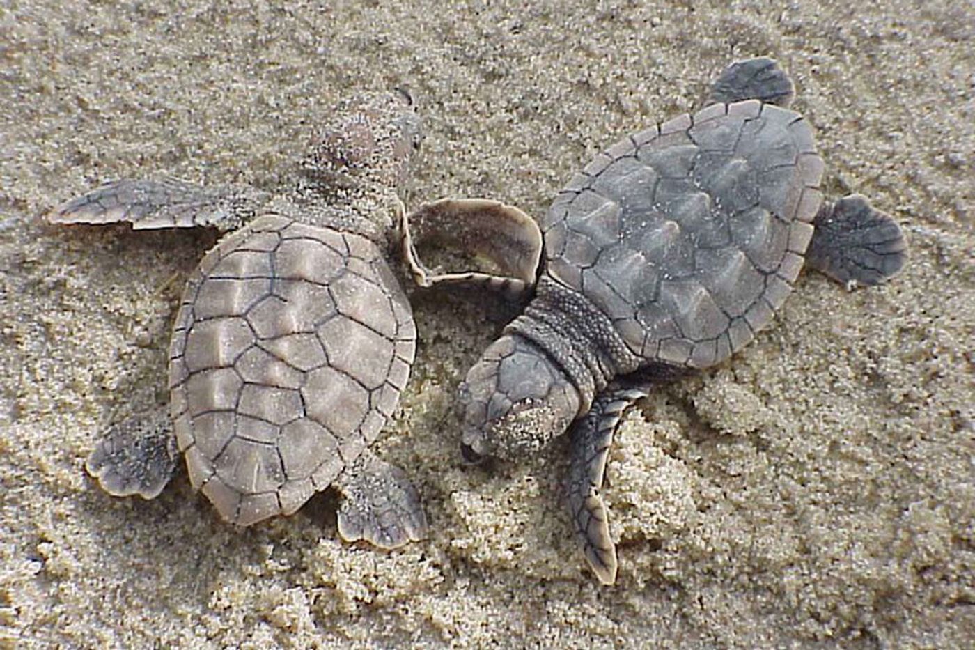 A couple of baby loggerhead sea turtles.