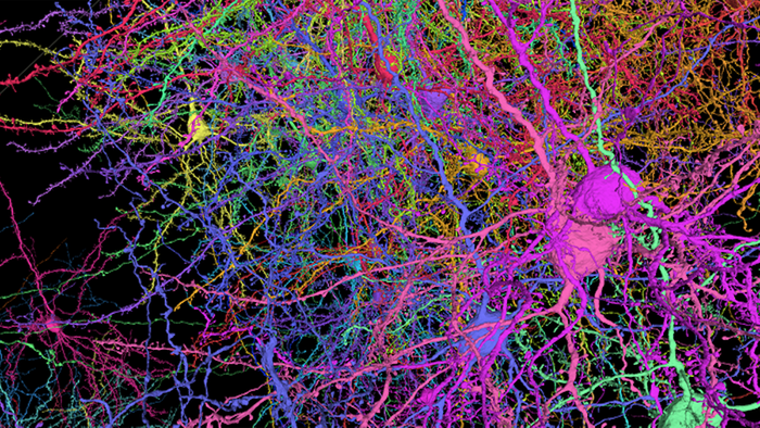 A rendering of 3D cell reconstructions from the MICrONS dataset. Each cell is labeled with a different color. Credit  Allen Institute