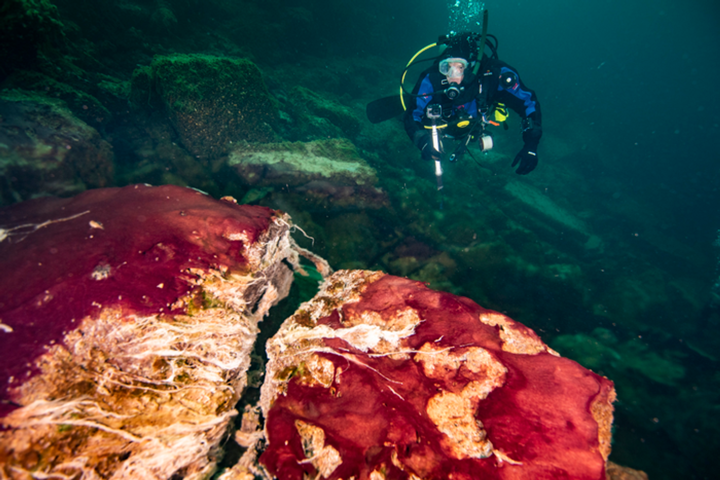 A scuba diver observes the purple, white and green microbes on rocks in Lake Huron's Middle Island Sinkhole. / Credit: Phil Hartmeyer, NOAA Thunder Bay National Marine Sanctuary