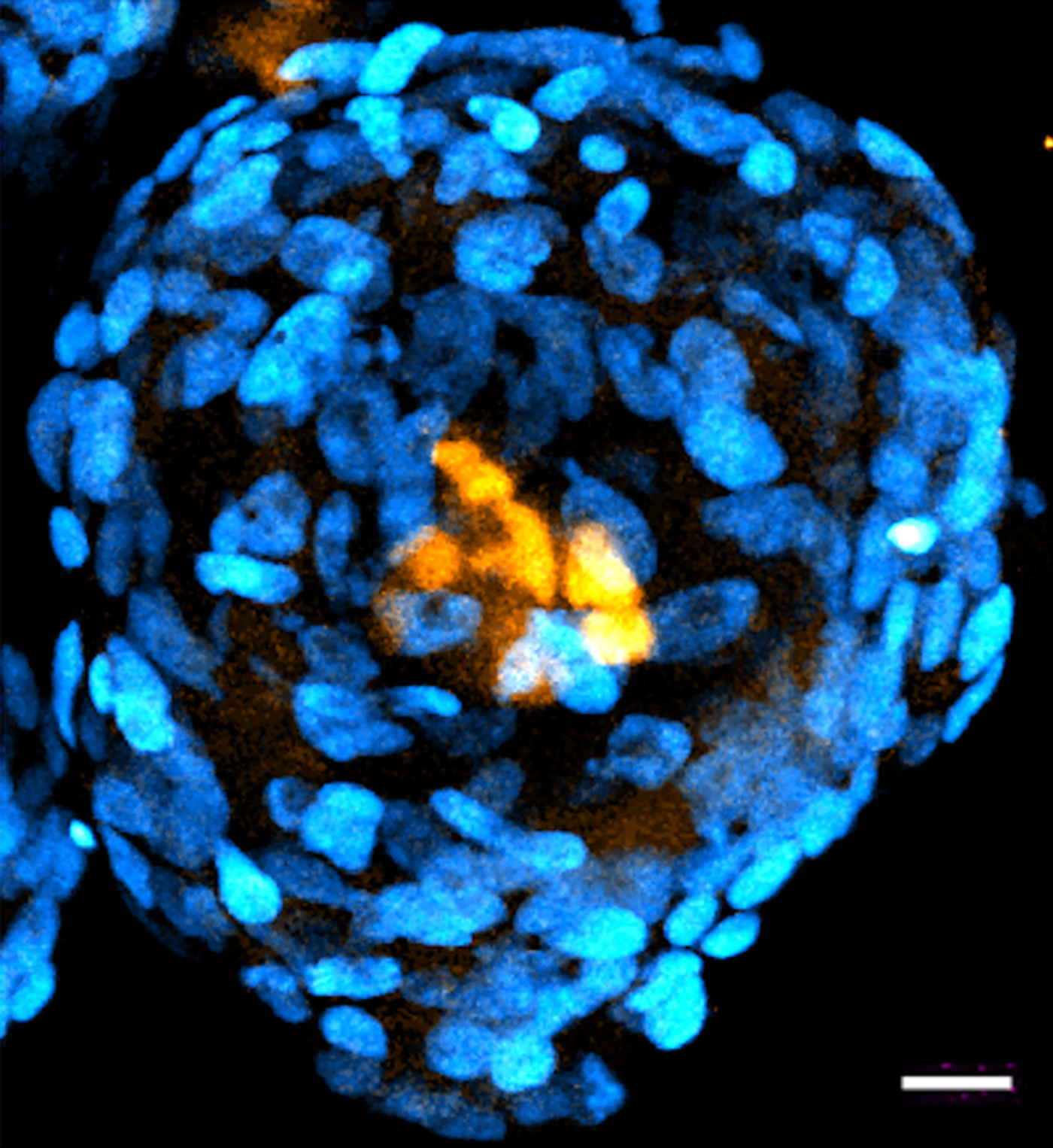 Structure generated entirely from human stem cells that closely mimics morphology of the human embryo. / Credit: Sozen & Jorgensen et al., Nature Communications (2021)