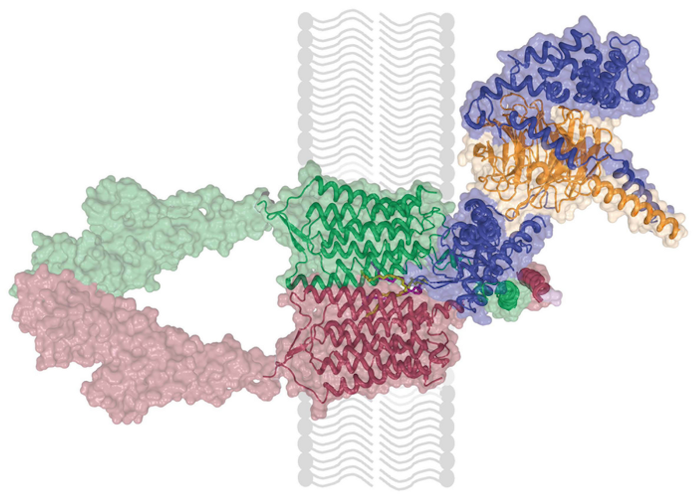 Cryo-EM cartoon rendition of a receptor linked to depression - GPR158 protomers (green and raspberry) with its signaling complex - RGS7 (blue) G5 (orange), and the lipid bilayer (gray). The assembly is called GPR158-RGS7-G5. Image courtesy of Martemyanov lab, Scripps Research Florida.