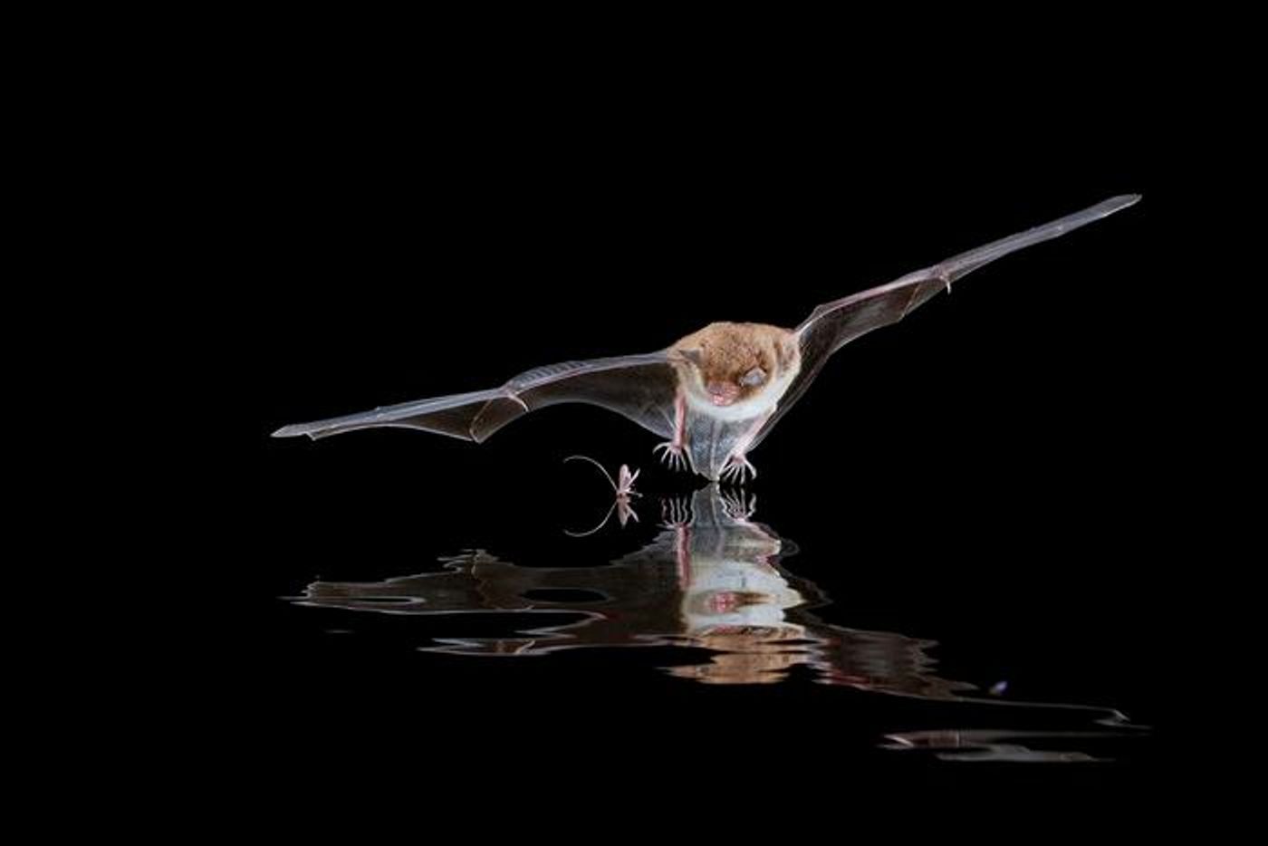 A myotis bat, hunting  Credit  Dr. Nicole Foley/Texas A&M School of Veterinary Medicine and Biomedical Sciences
