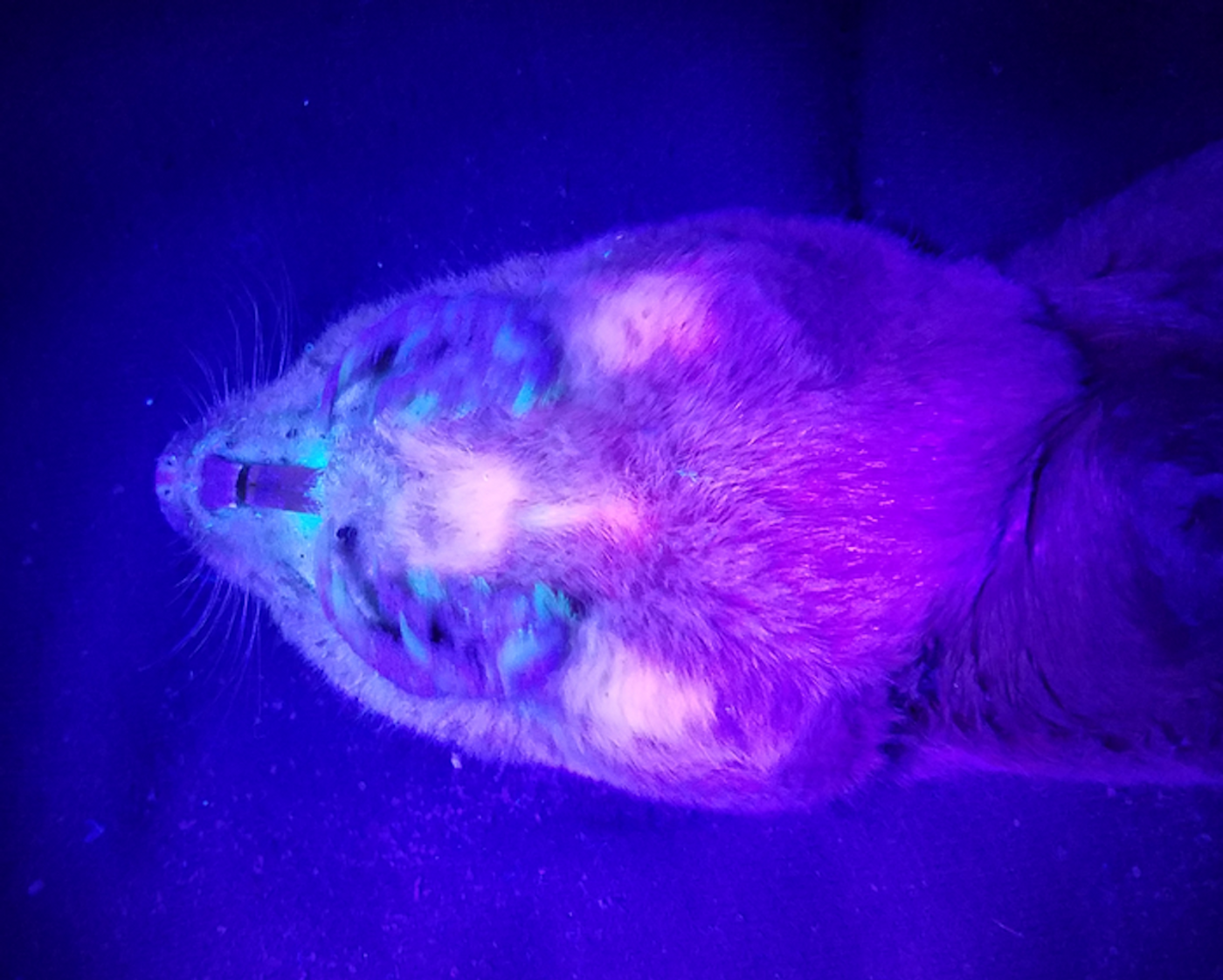 A pocket gopher illuminated with UV light. Credit  UGA