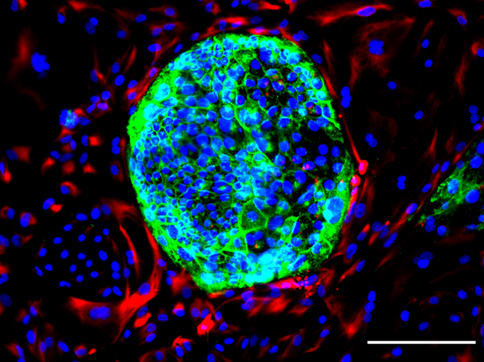 Fluorescent image of extraembryonic mesoderm cells (red), placenta progenitor stem cells (green), and the nuclear DNA they contain (blue). / Credit: Amitesh Panda (KU Leuven)