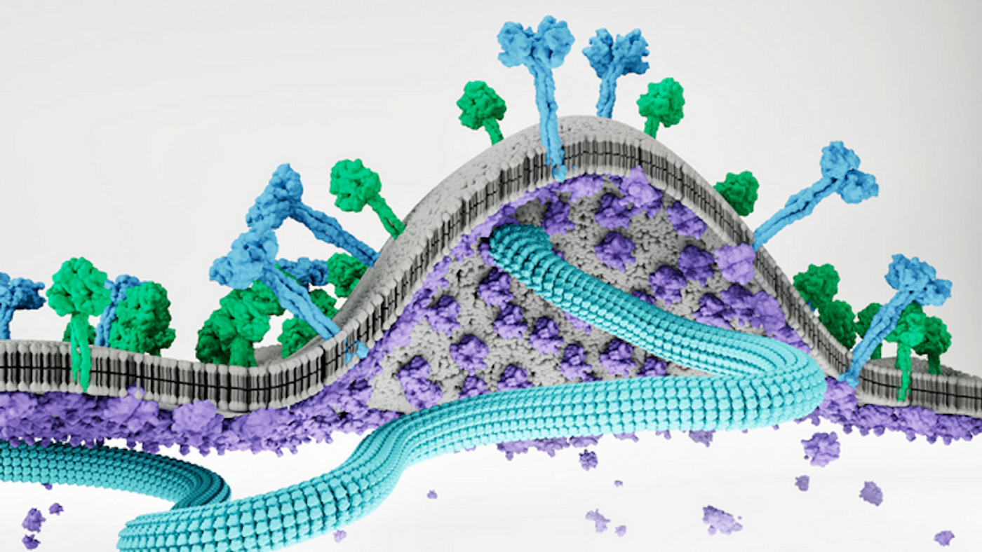 Viral proteins gather inside the cell membrane, forming a bud that pinches off to spread infection. / Credit: Michael Norris, Ph.D.