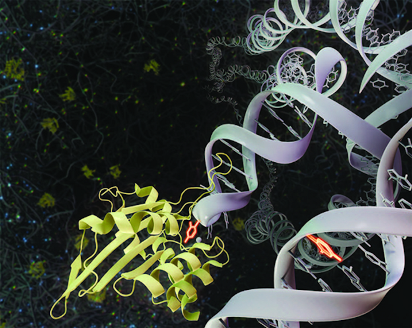 APOBEC3A enzyme (yellow) attacks DNA (white) by promoting the deamination of cytosine (bright orange), which causes genetic mutations in the cell. / Credit: UCI School of Medicine