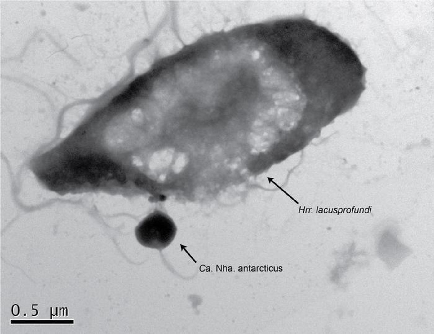 Electron microscopy showing the parasitic Ca. Nha. antarcticus attached to its host, Hrr. lacusprofundi. / Credit: Joshua N Hamm