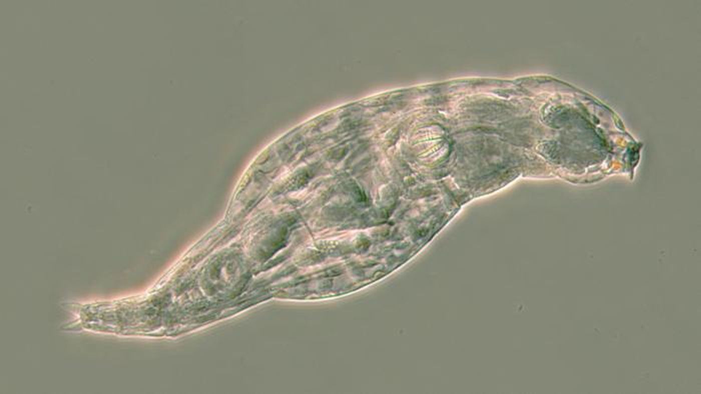 This image by C. G. Wilson shows a rotifer that has survived a life-threatening fungal infection by using acquired microbial genes / Credit: C. G. Wilson 