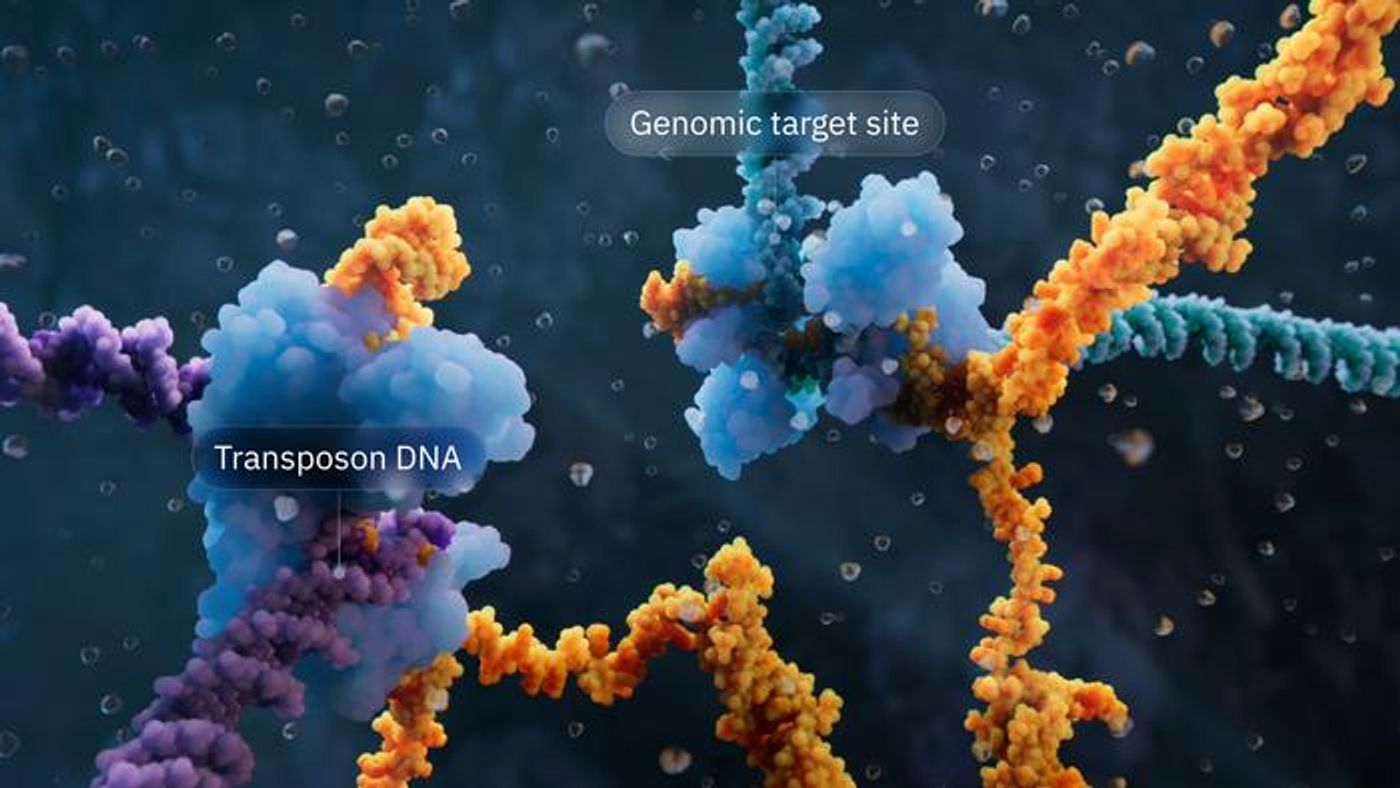 Visualization of the bridge recombinase mechanism highlighting the transposon DNA and Genomic Target site.  Credit  Visual Science
