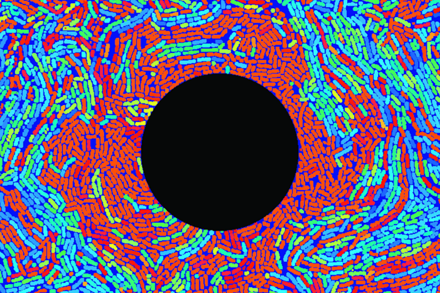 A new technology from UCSD scientists to target one specific type of cell among genetically identical bacteria living in the same microenvironment. An electrode (dark circle) emits a second-long shock, (orange) motile cells start to grow instead of (blue) matrix-producing cells, and the ratio of cell types in the community changes. / Credit: Süel Lab, UC San Diego