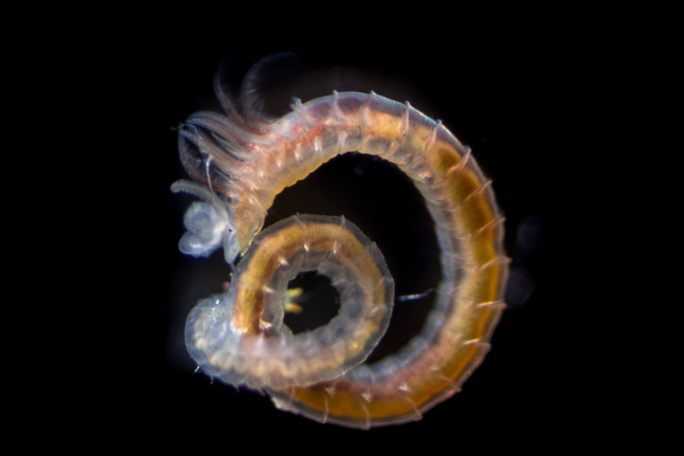 A polychaete from the genus Prionospio (Annelida) from sediment in Calvert Island, British Columbia, Canada. Credit: Maria Herranz, University of British Columbia.