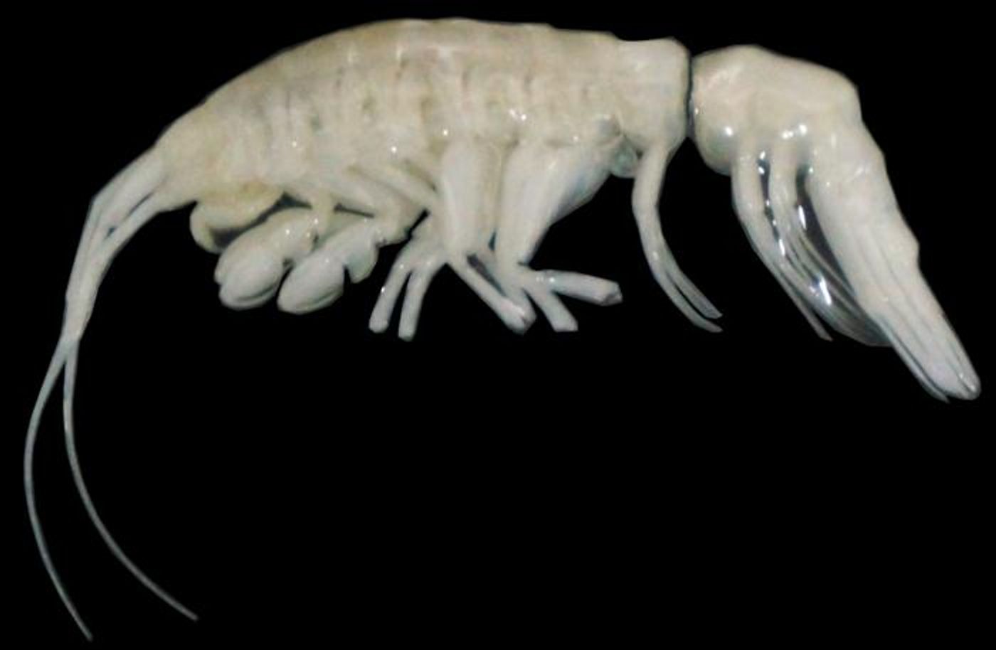 Ducibella camanchacais, a newly discovered crustacean from the extreme depths of Atacama Trench. / Credit: Johanna Weston, ©Woods Hole Oceanographic Institution