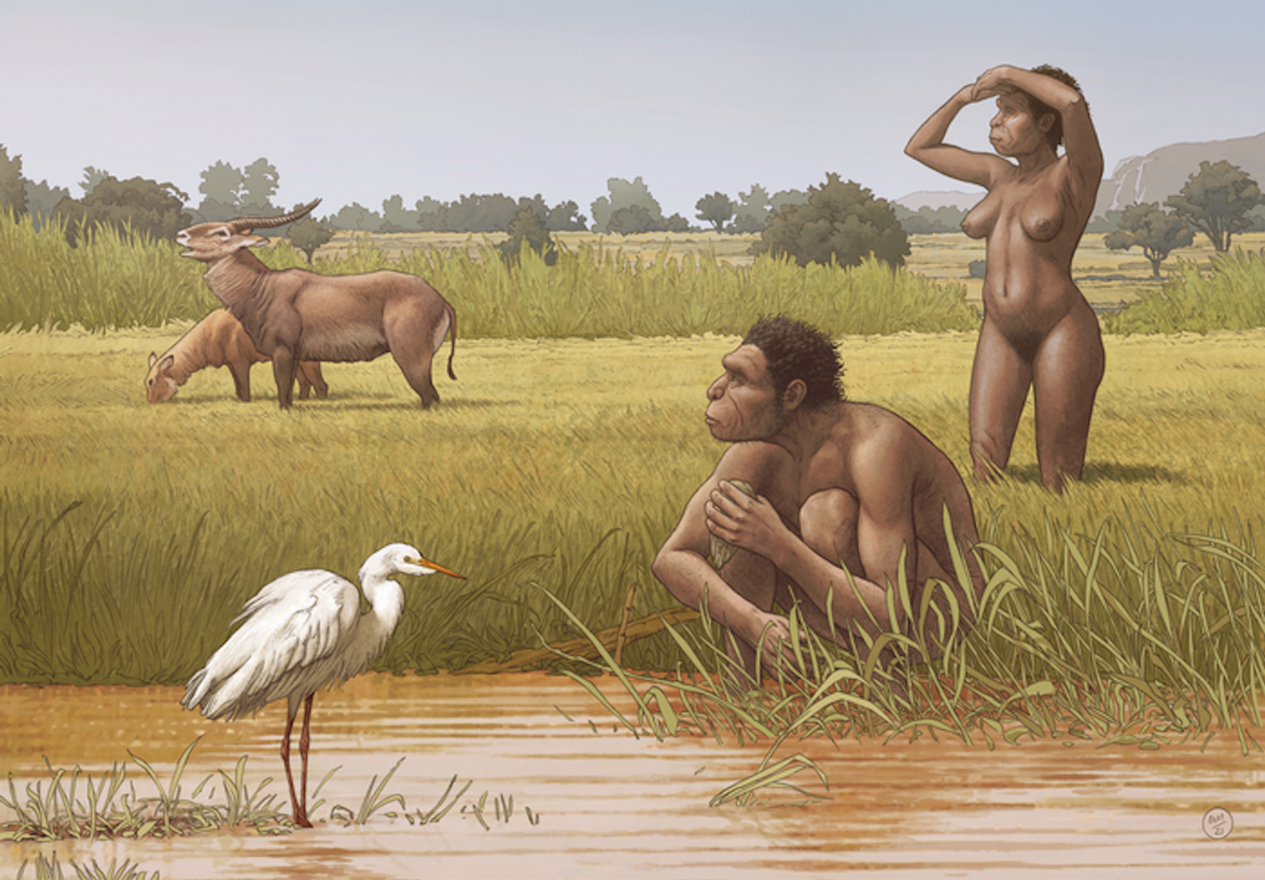 Homo bodoensis, a new species of human ancestor, lived in Africa during the Middle Pleistocene. / Credit: Ettore Mazza
