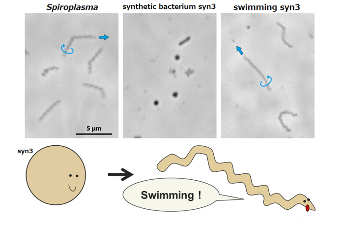 With the expression of only a few additional proteins, the small, synthetic bacteria formed helices that allow the microbe to swim by spiraling, making them the mobile lifeforms with the smallest genomes./ Credit: Makoto Miyata, Osaka Metropolitan University