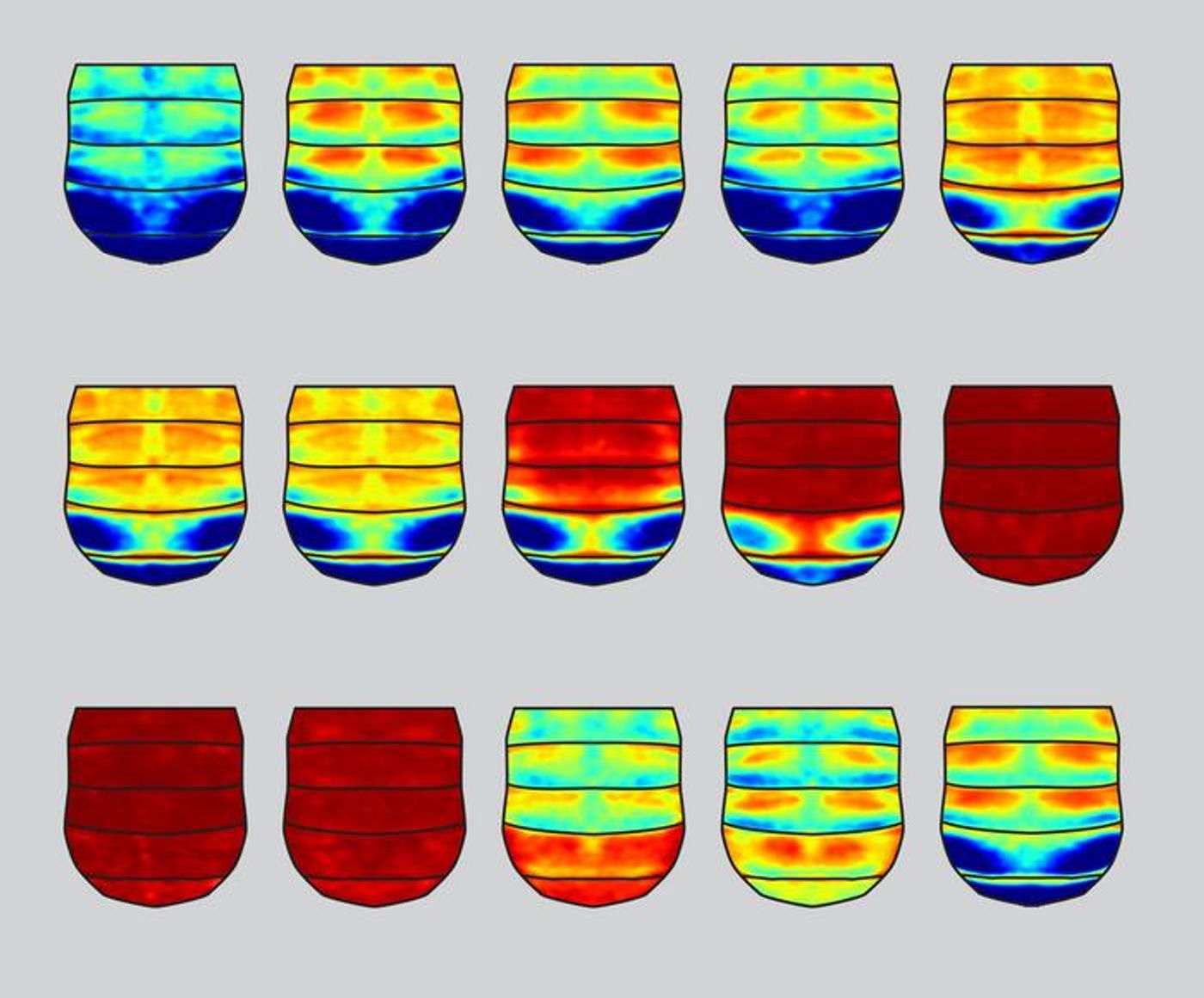 The images show the abdomen of flies in which a specific enhancer region has been modified. Depending on how much and which part of the region is modified, different areas of the pigment pattern change. This shows that the region contains several non-modular enhancers (blue = strong gene expression; red = weak gene expression).  Credit  Mariam Museridze / Universität Bonn