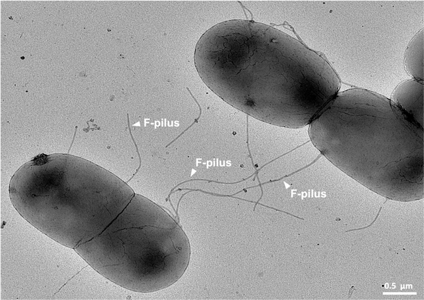 Gut bacteria exchanging antibiotic resistance genes through the hyper-resistant F-pil Credit  Jonasz Patkowski