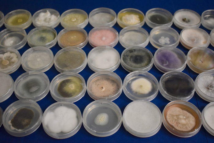 collection of fungal isolates obtained from around the world has been screened by researchers at Los Alamos National Laboratory for potential bacterial associates. / Credit  Los Alamos National Laboratory
