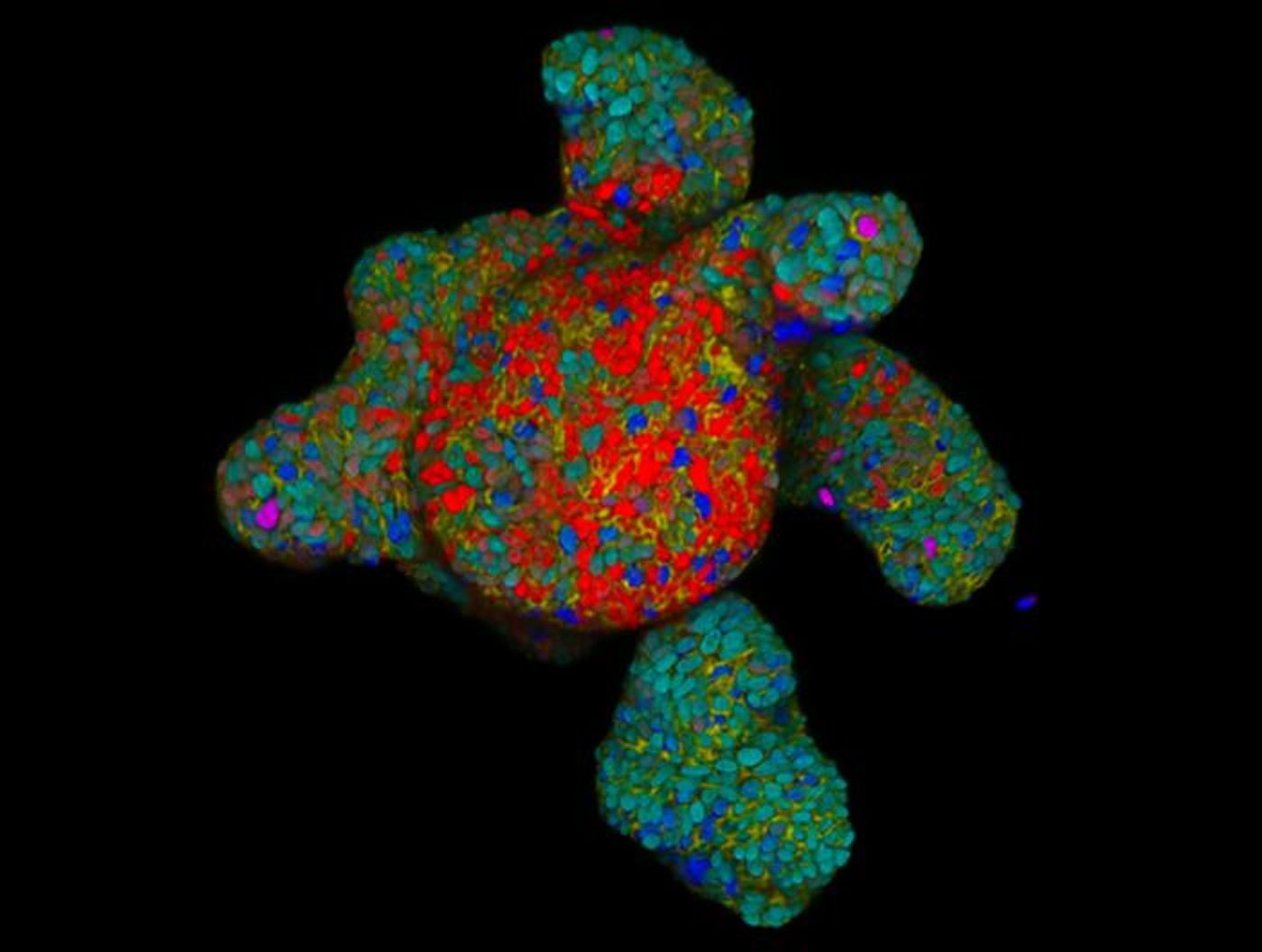 A human intestinal organoid, displaying typical 'budding crypts' and a central 'villus-like' domain. The main intestinal cell types are shown in green, blue, red and purple. Membranes are yellow and nuclei cyan. / Credit: Ninouk Akkerman, Yannik Bollen and Jannika Finger, Institute of Human Biology