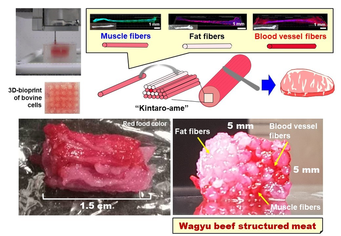 Scheme of structured Wagyu beef meat / Credit: Osaka University