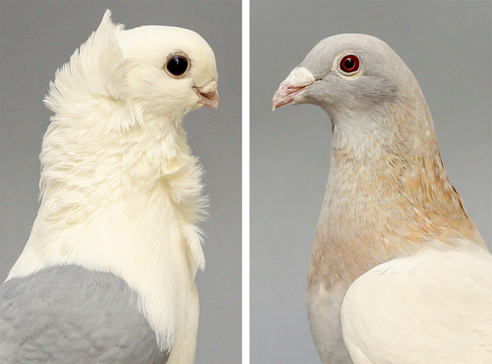 Old German Owl (left) and Racing Homer (right) domestic pigeon breeds that the researchers bred for the study. / Credit: Sydney Stringham
