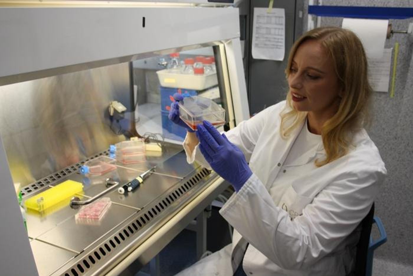 Dr. Malgorzata Rogalska studying cell cultures at the Centre for Genomic Regulation in Barcelona / Credit: Centro de Regulación Genómica