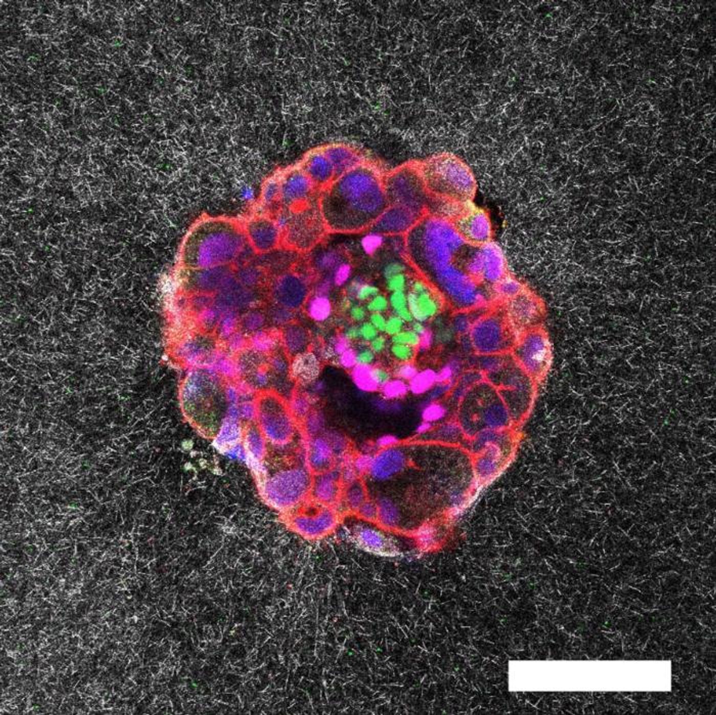 Confocal microscopy image of a nine-day-old human embryo. / Credit: Institute for Bioengineering of Catalonia (IBEC)