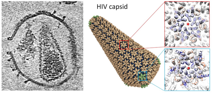 From Sci Adv publication:  Structure of HIV capsid (L) Central slice of HIV virus-like particle with pore-forming toxin on the membrane (Middle) Atomic model of HIV capsid (R) Density map of HIV capsid components.