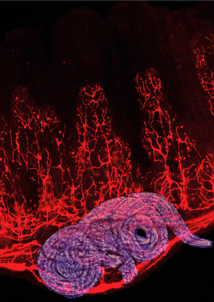 Image showing a cross-section through a mouse gut showing enteric glia cells (red) and the parasite H. polygyrus (blue). / Credit  The Francis Crick Institute