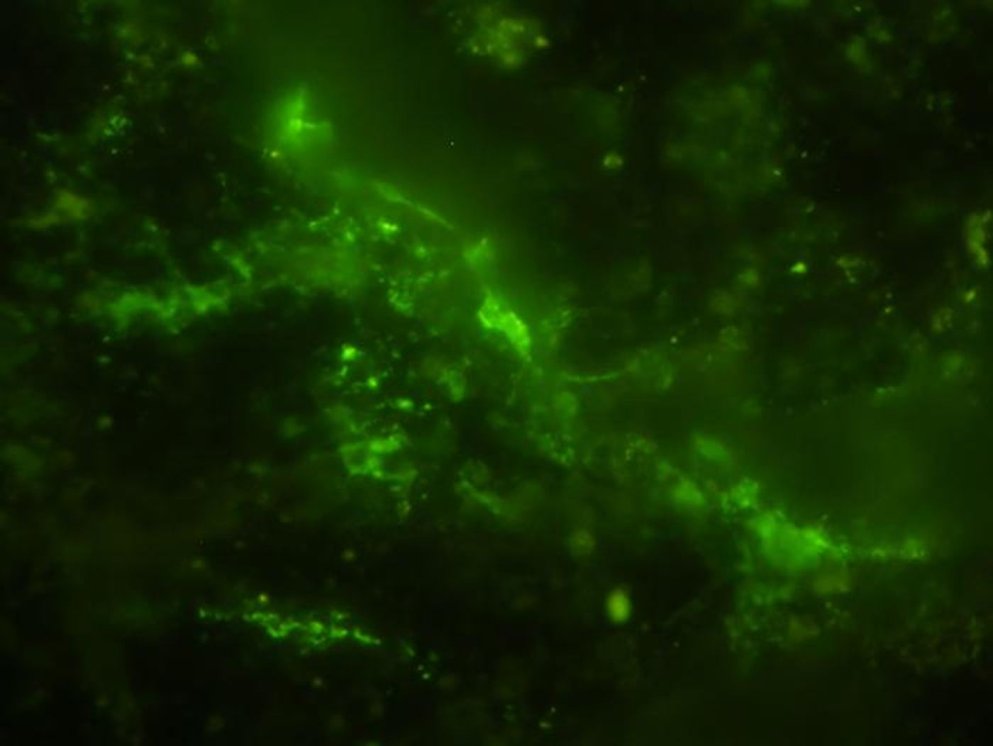 The DNA (green) of microbial cells is seen in this image / Image credit: Y. Suzuki, S. J. Webb, M. Kouduka et al. 2024/ Microbial Ecology