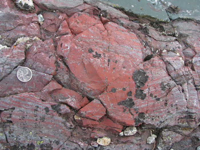 Layer-deflecting bright red concretion of haematitic chert (iron- & silica-rich rock), containing tubular & filamentous microfossils. This 'jasper' contacts dark green volcanic rock in the top right & represents hydrothermal vent precipitates on the seafloor. Nuvvuagittuq Supracrustal Belt, Québec, Canada. (Canadian quarter for scale.) / Credit: D. Papineau.