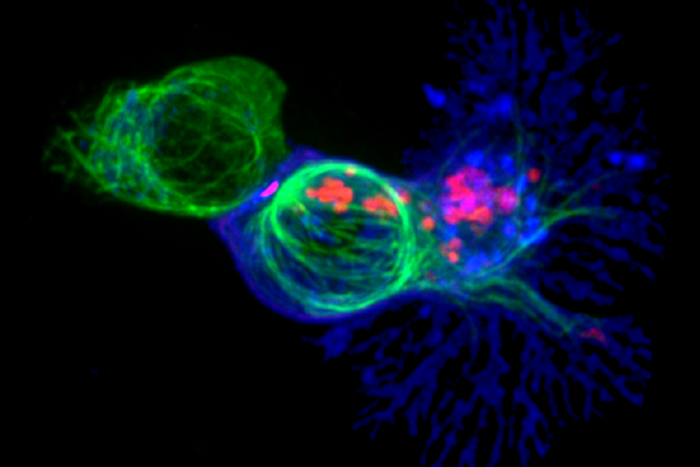 A killer T cell (centre) hunting a target cell. Credit: NIH Image Gallery