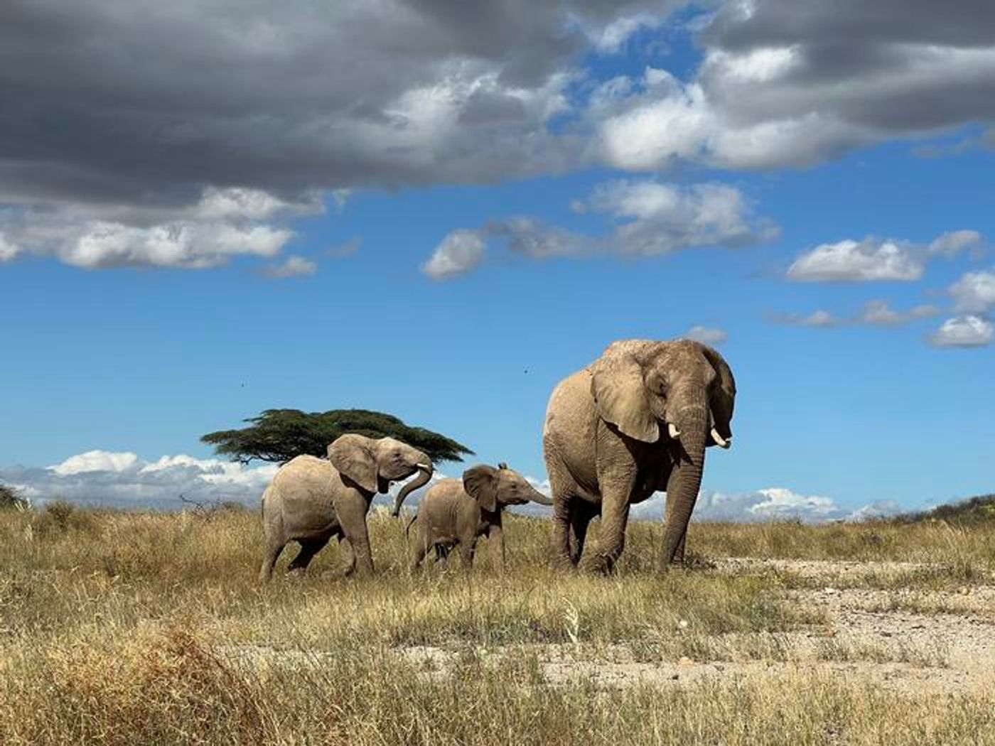 A mother elephant leads her calf away from danger in northern Kenya./ Credit: George Wittemyer