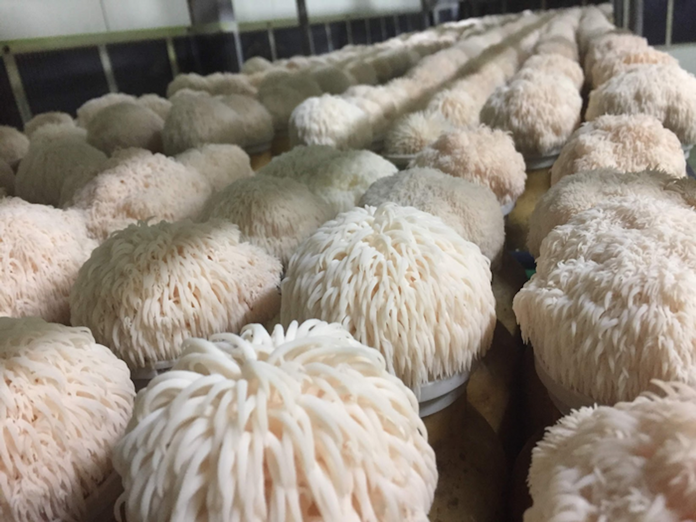 Researchers found lion's mane mushroom improved brain cell growth and memory in pre-clinical trials. Image credit: UQ