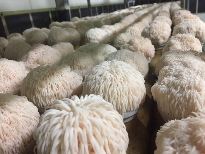 Researchers found lion's mane mushroom improved brain cell growth and memory in pre-clinical trials. Image credit: UQ