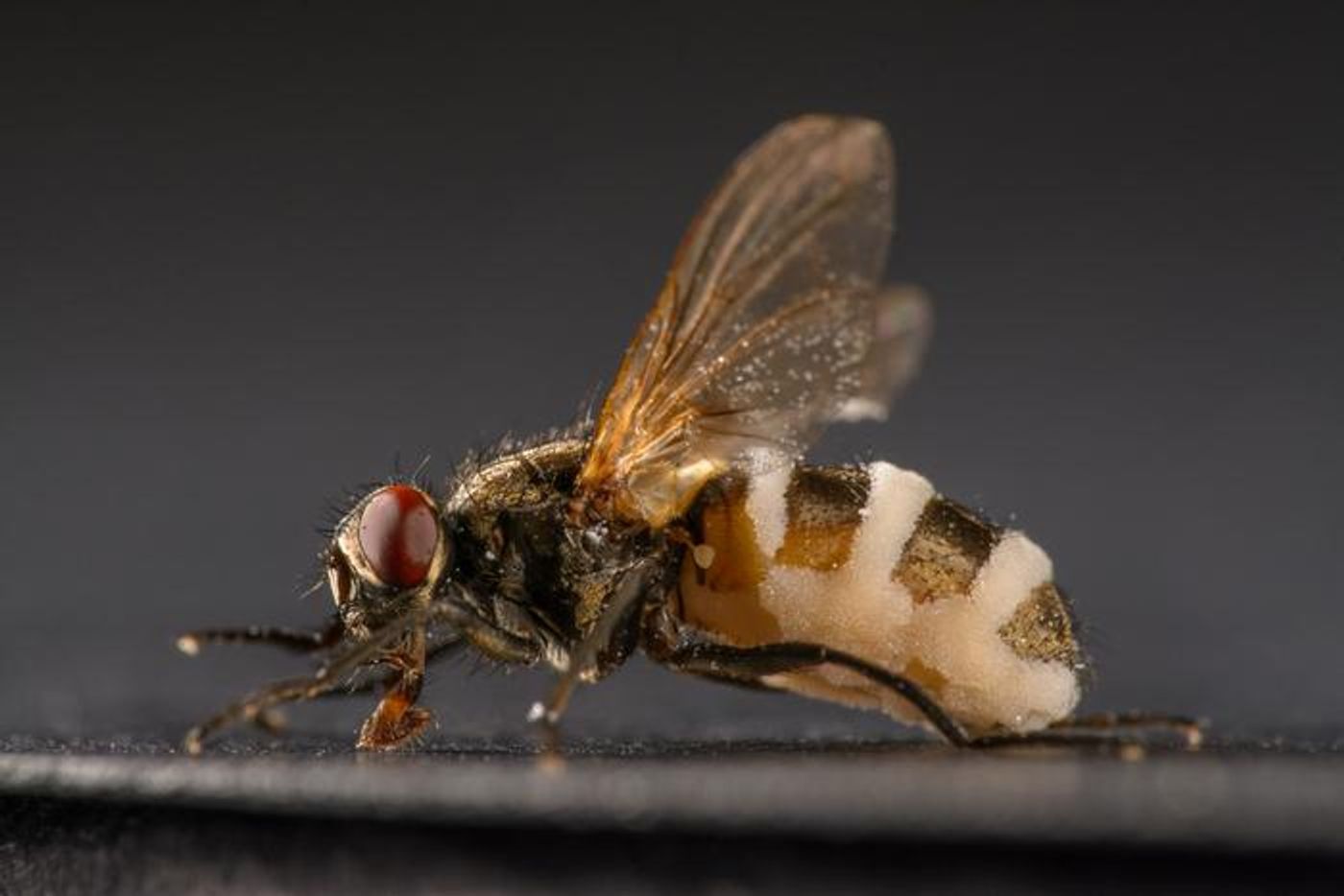 Fly infected by fungus / Credit: Filippo Castellucci