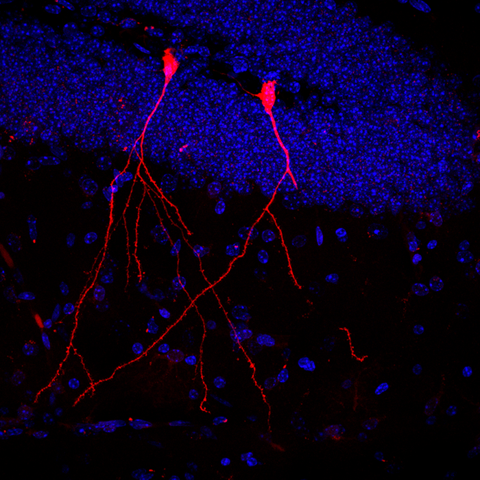 In a transgenic mouse brain, two nerve cells glow red after absorbing membrane vesicles containing intestinal bacterial proteins. Nuclei of other brain cells are blue. / Credit: Stefan Momma, Goethe University Frankfurt, Germany