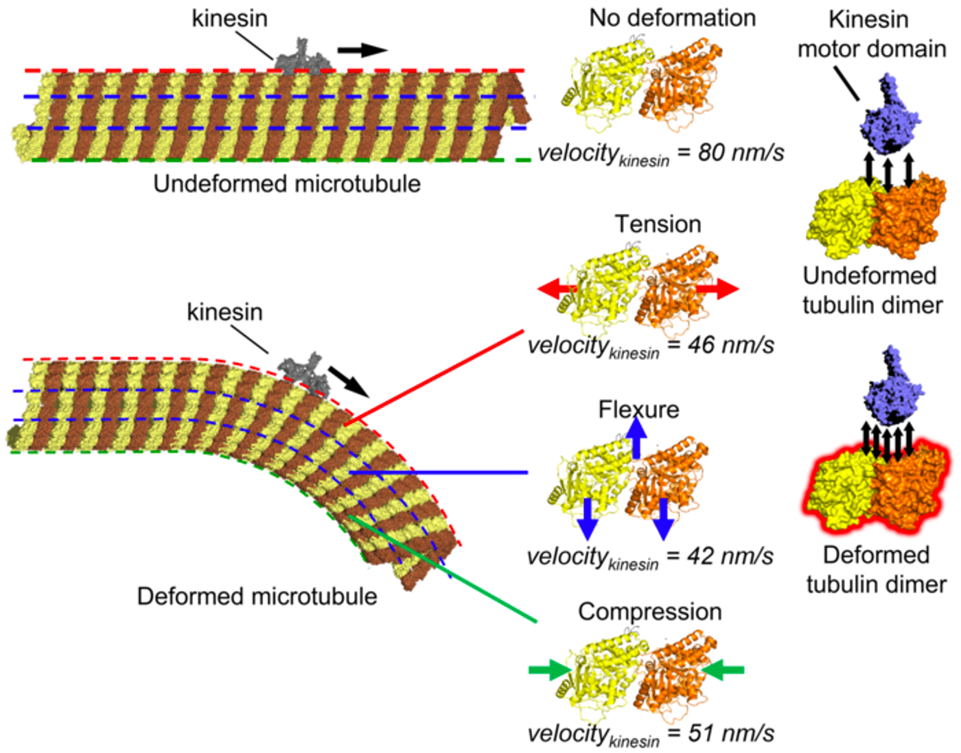 Microtubules may function as mechanosensors to regulate the intracellular transport of kinesin. Tension, flex, or compression in the microtubule slowed down the movement of kinesis along the microtubule due to increased intermolecular interaction, demonstrated by a molecular dynamics simulation / Credit: Syeda Rubaiya Nasrin, Christian Ganser, et al. Science Advances 2021