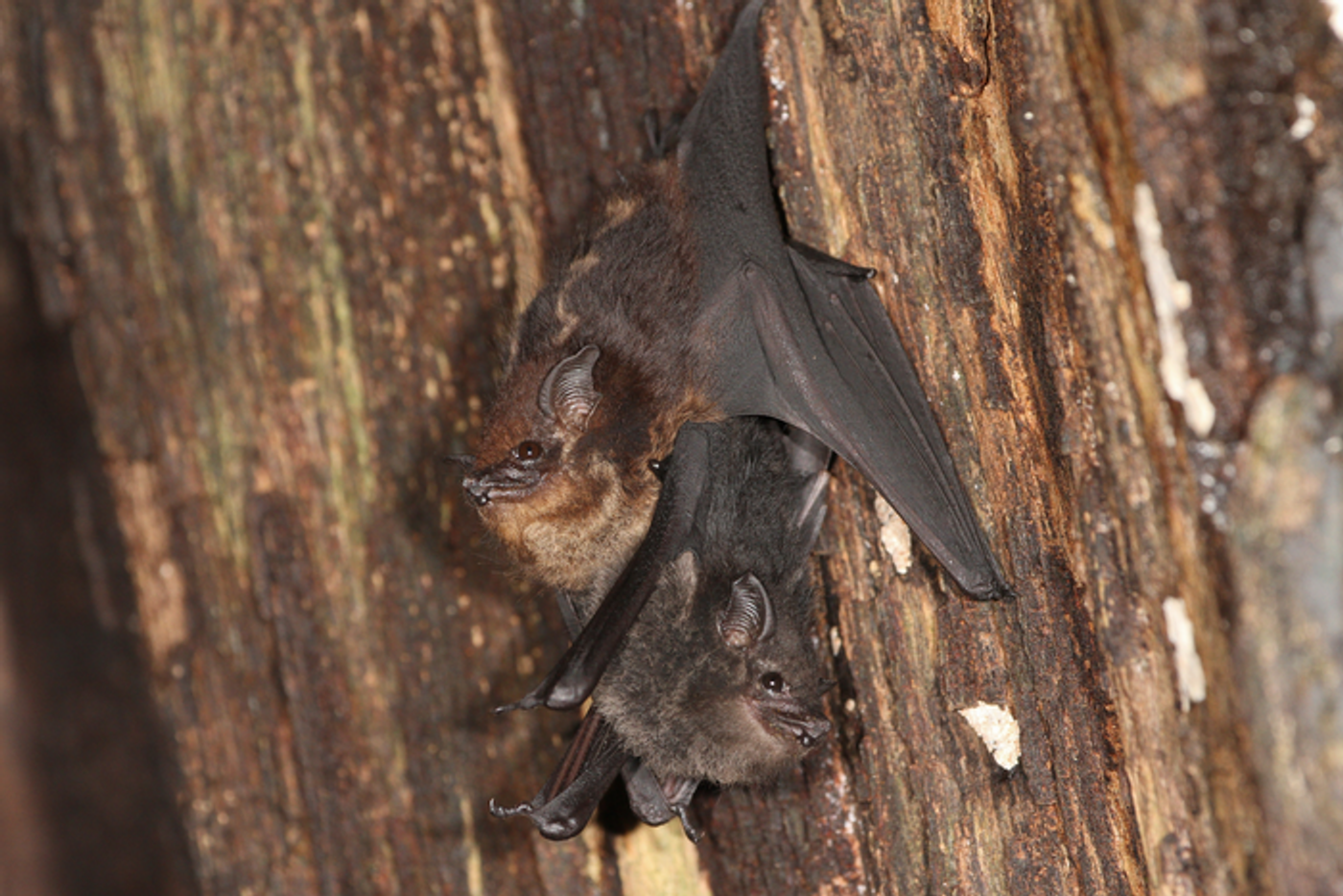 Mother-pup pair of Saccopteryx bilineata in the day-roost. The pup is attached to its mothers' belly. / Credit: Michael Stifter