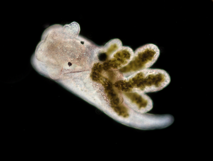 A juvenile nudibranch (Mollusca) from macroalgae in Quadra Island, British Columbia, Canada. Credit: Niels Van Steenkiste, University of British Columbia.