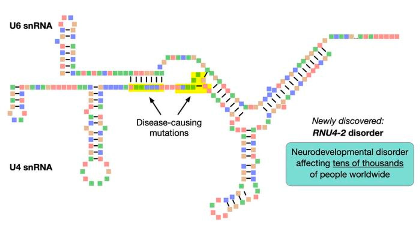 Schematic showing the structures of U4 and U6 RNAs, and the interactions between them. Mutations in the highlighted regions of U4 cause a neurodevelopmental disorder that affects tens of thousands.  Credit  Lab of Ernest Turro, PhD, at Icahn Mount Sinai.