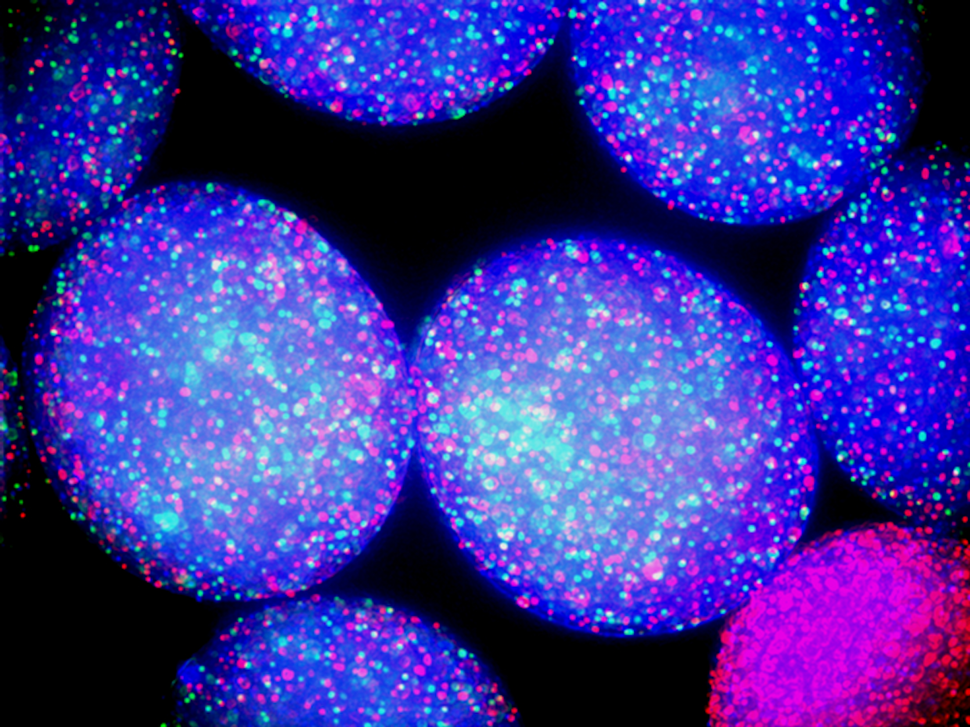 Different bacterial species engineered to glow a different color grow harmoniously in their structured environment. / Credit: Andrea Weiss, Zach Holmes and Yuanchi Ha, Duke University